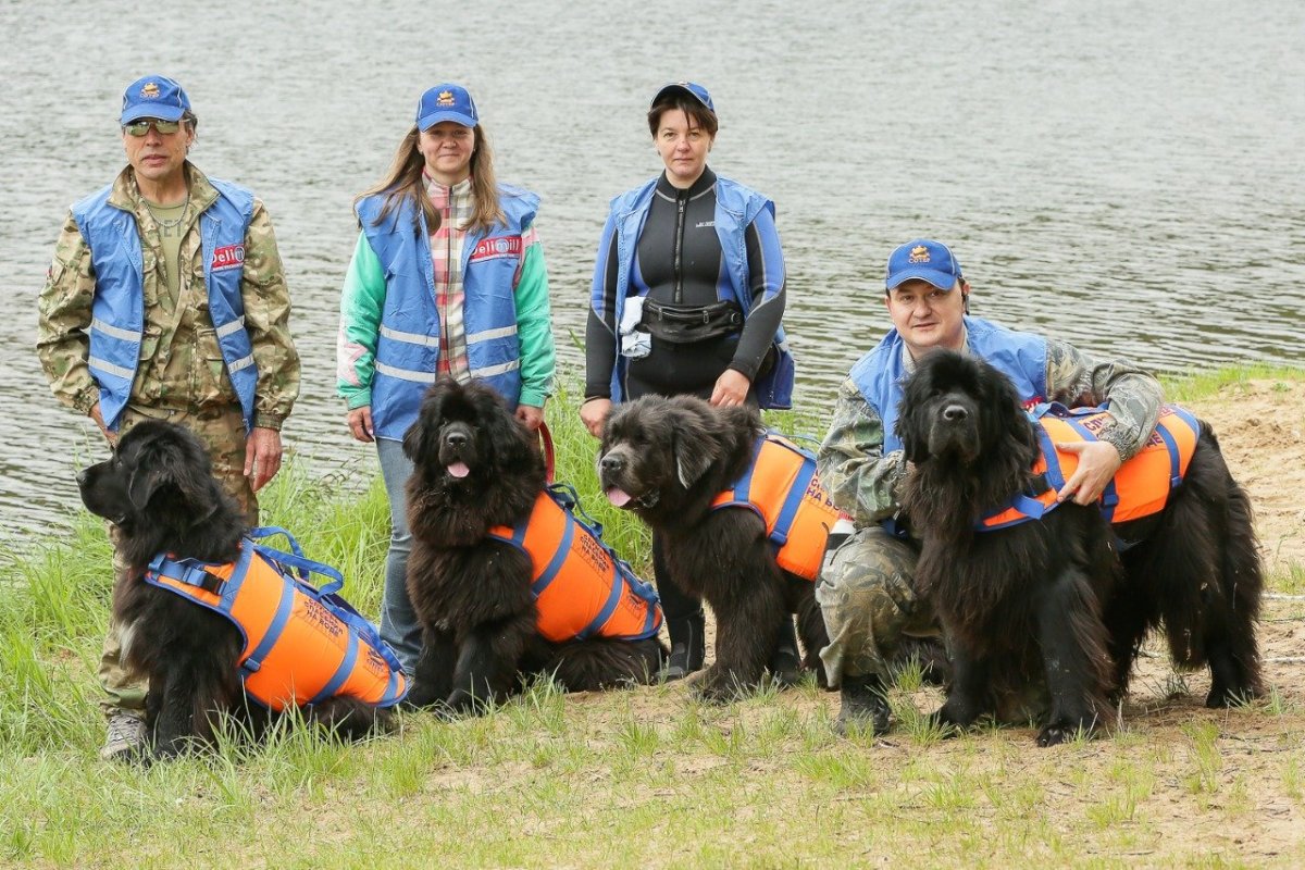Собака водолаз спасатель