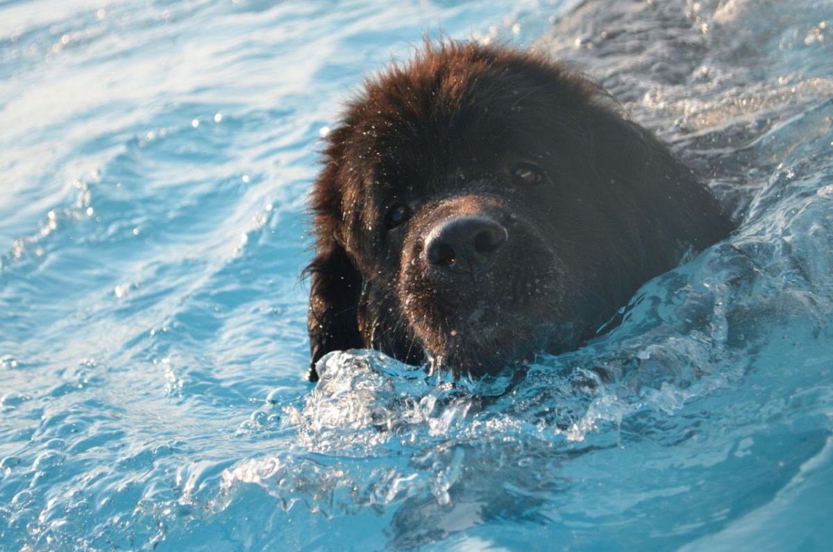 Остров ньюфаундленд животный мир