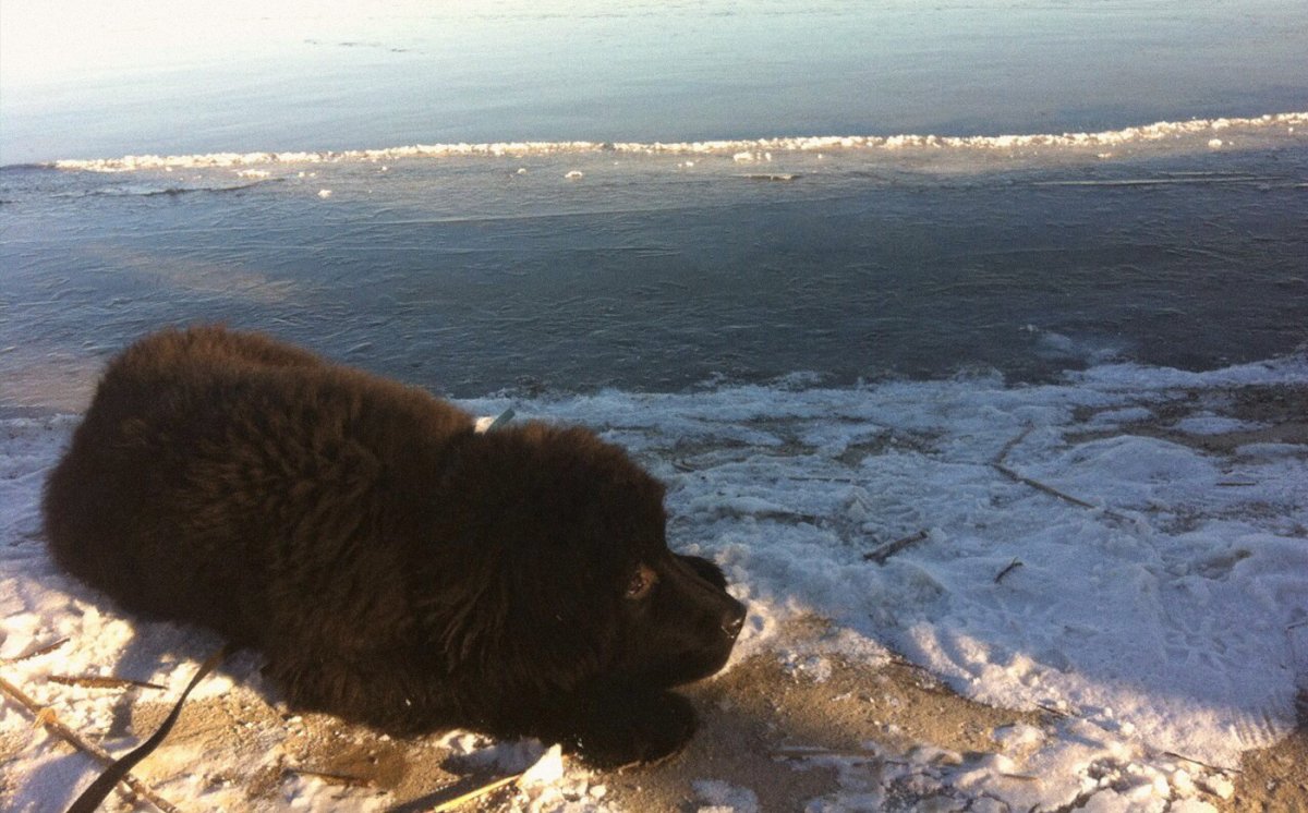 Ньюфаундленд ныряет