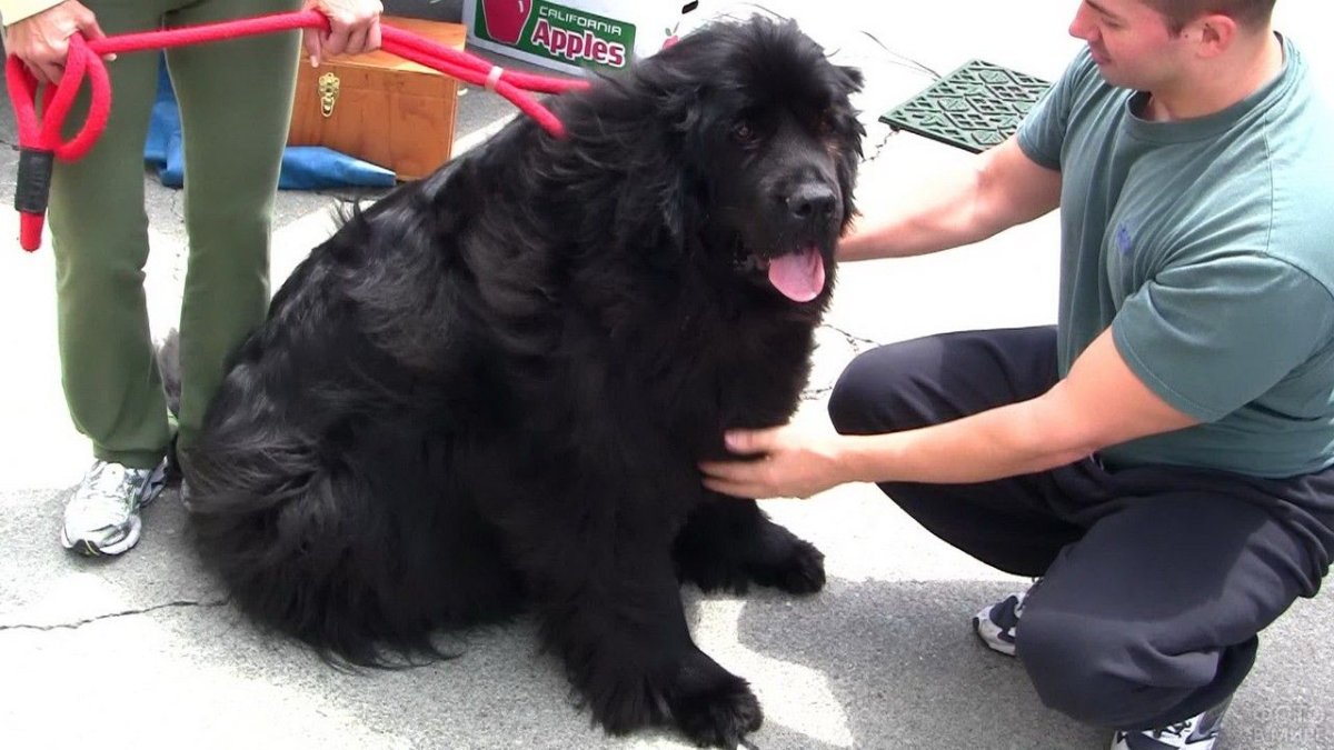 Ньюфаундленд щенок