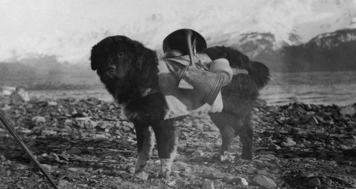 Старая собака фото