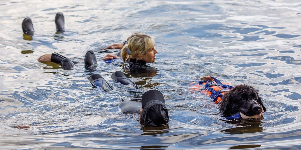 Собака спасает человека из воды