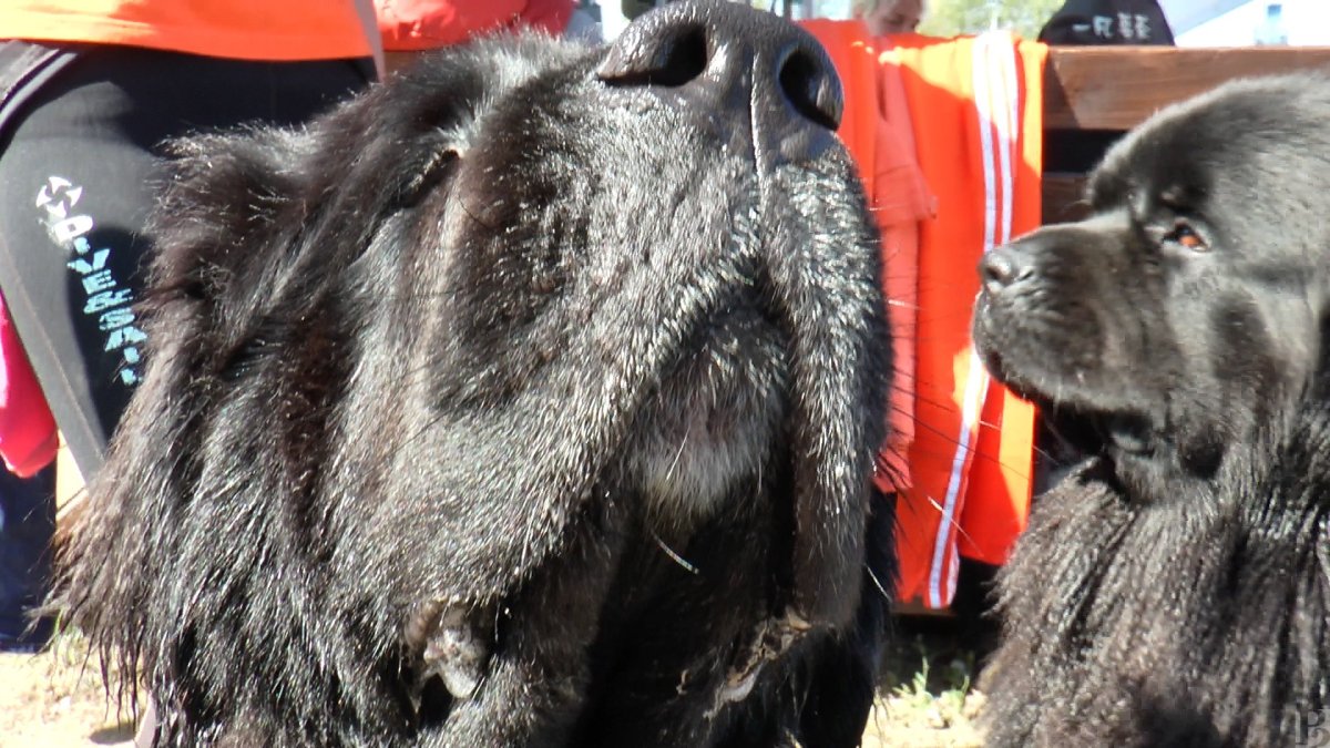 Памятник собаке спасателю в Перми