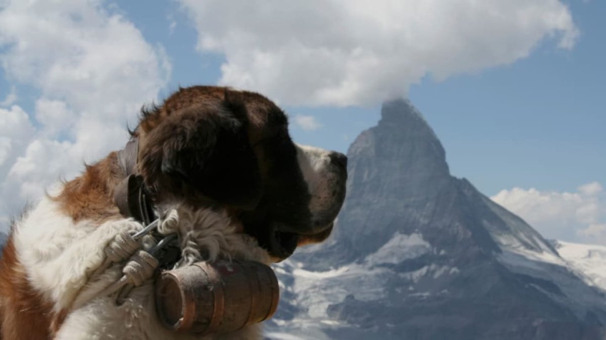 Гималайский Сенбернар