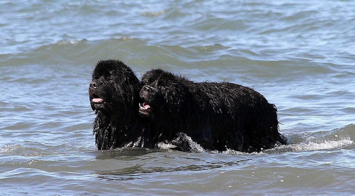 Ньюфаундленд и лабрадор