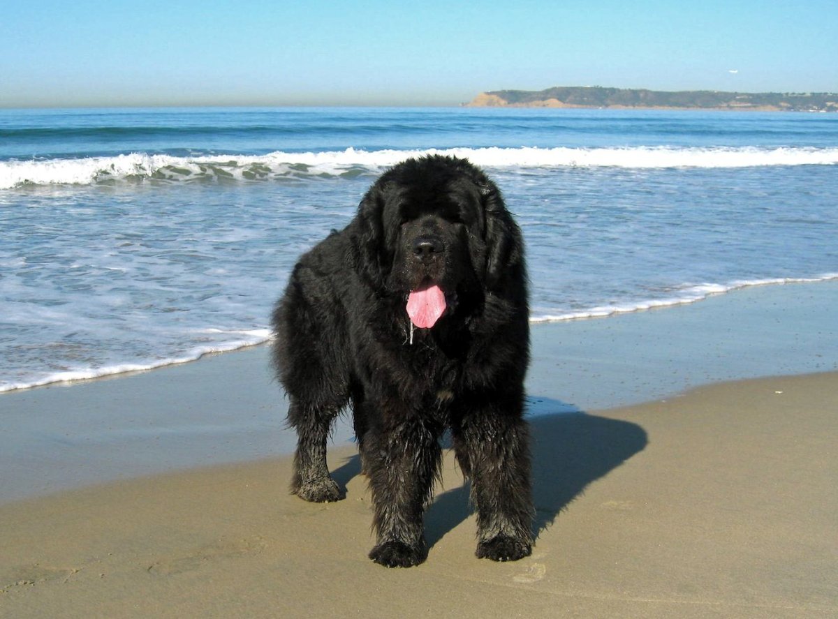 Водолаз собака