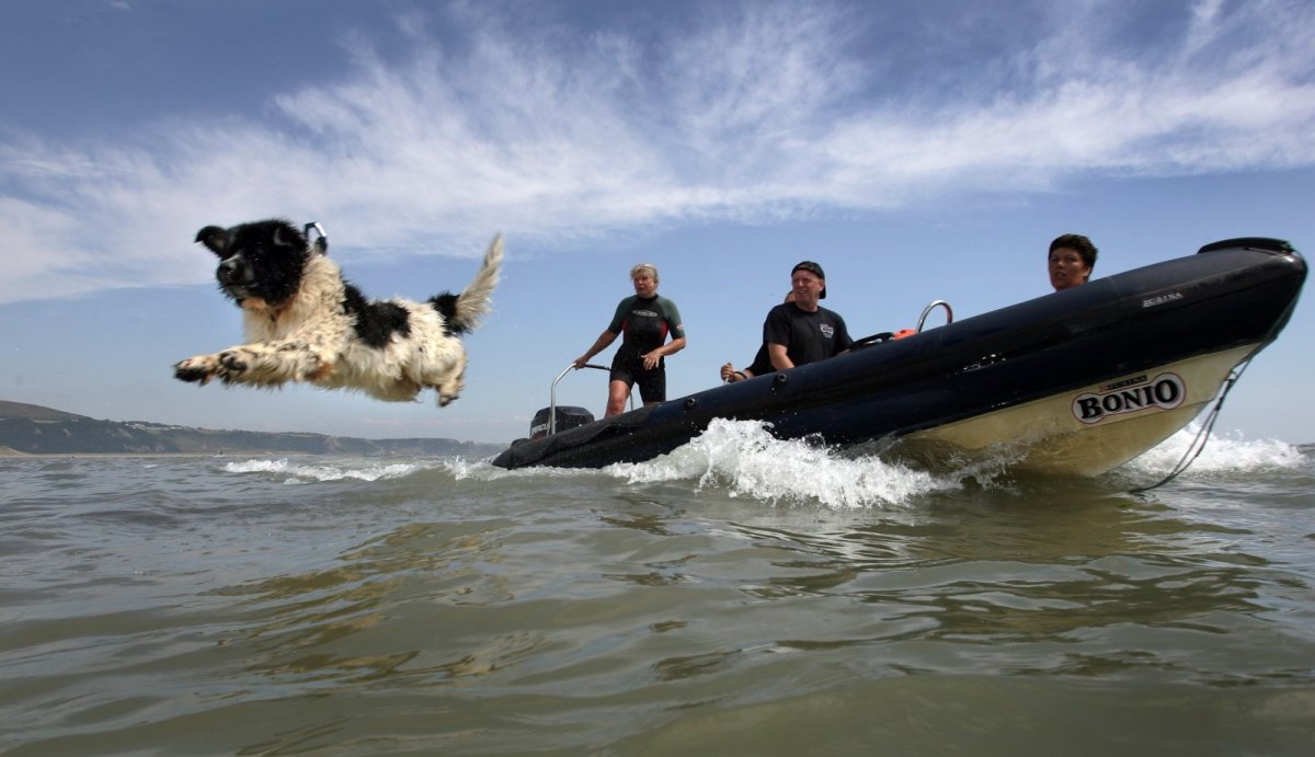 Ньюфаундленд спасает рыбаков на катере