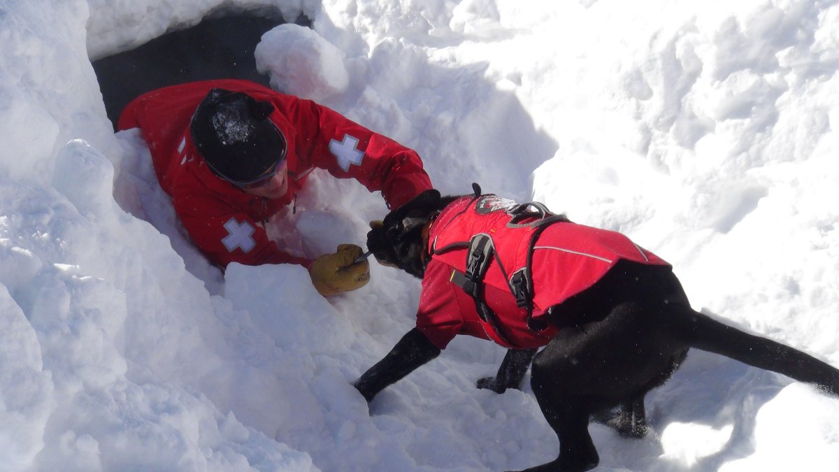 Собаки спасатели в лавинах