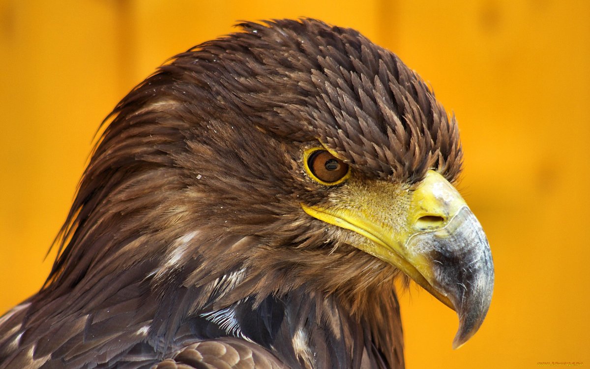 Птица хищник с желтым клювом