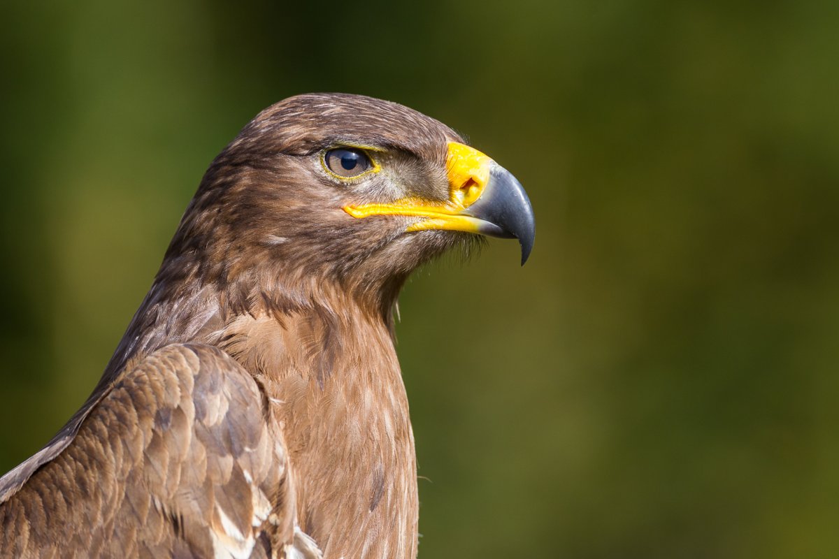 Хищные птицы Степной Орел