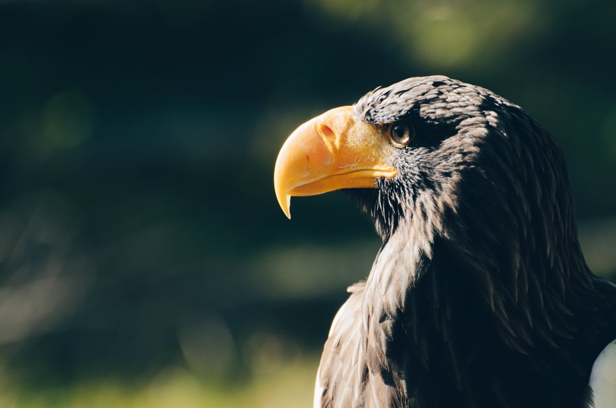 Черный Орел