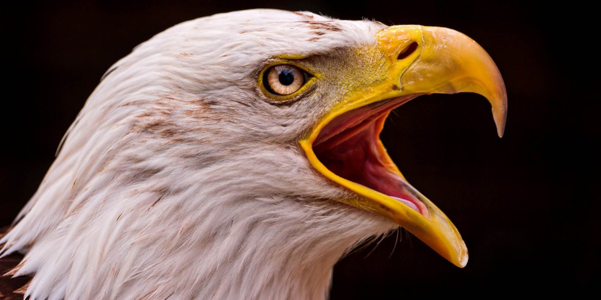 Открытый клюв