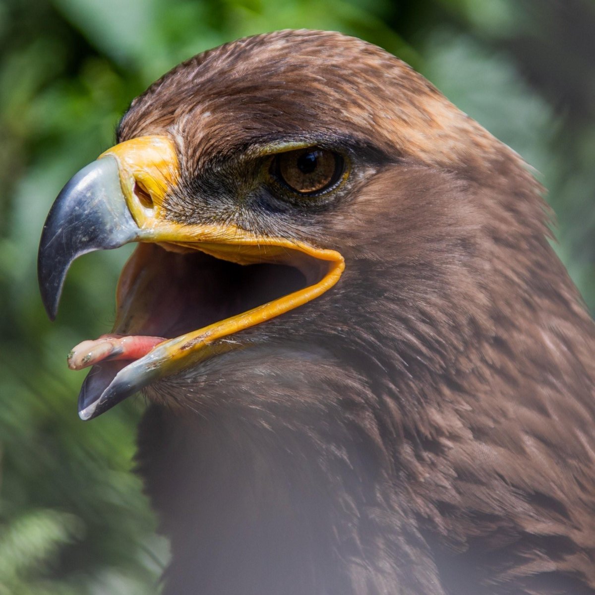 Клюв Беркута