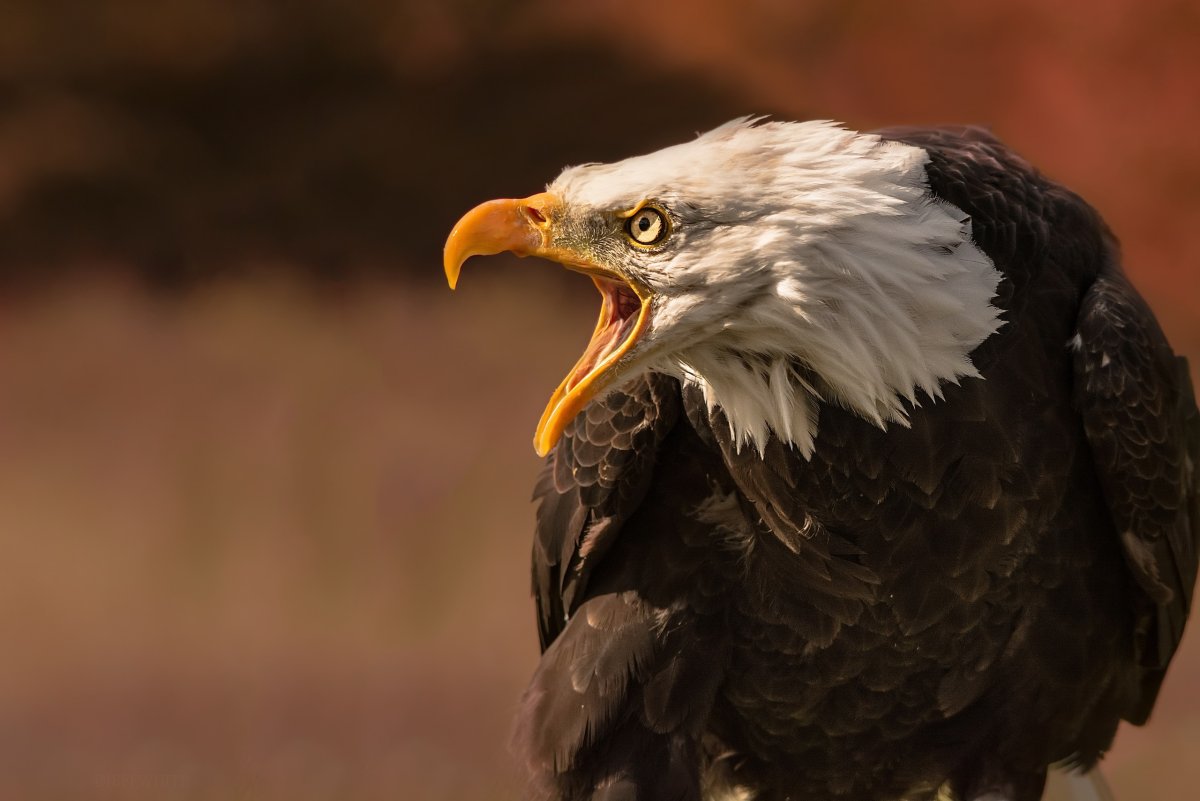 Орлан белоголовый клюв