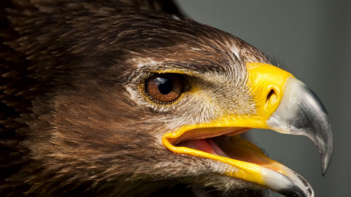 Клюв Беркута