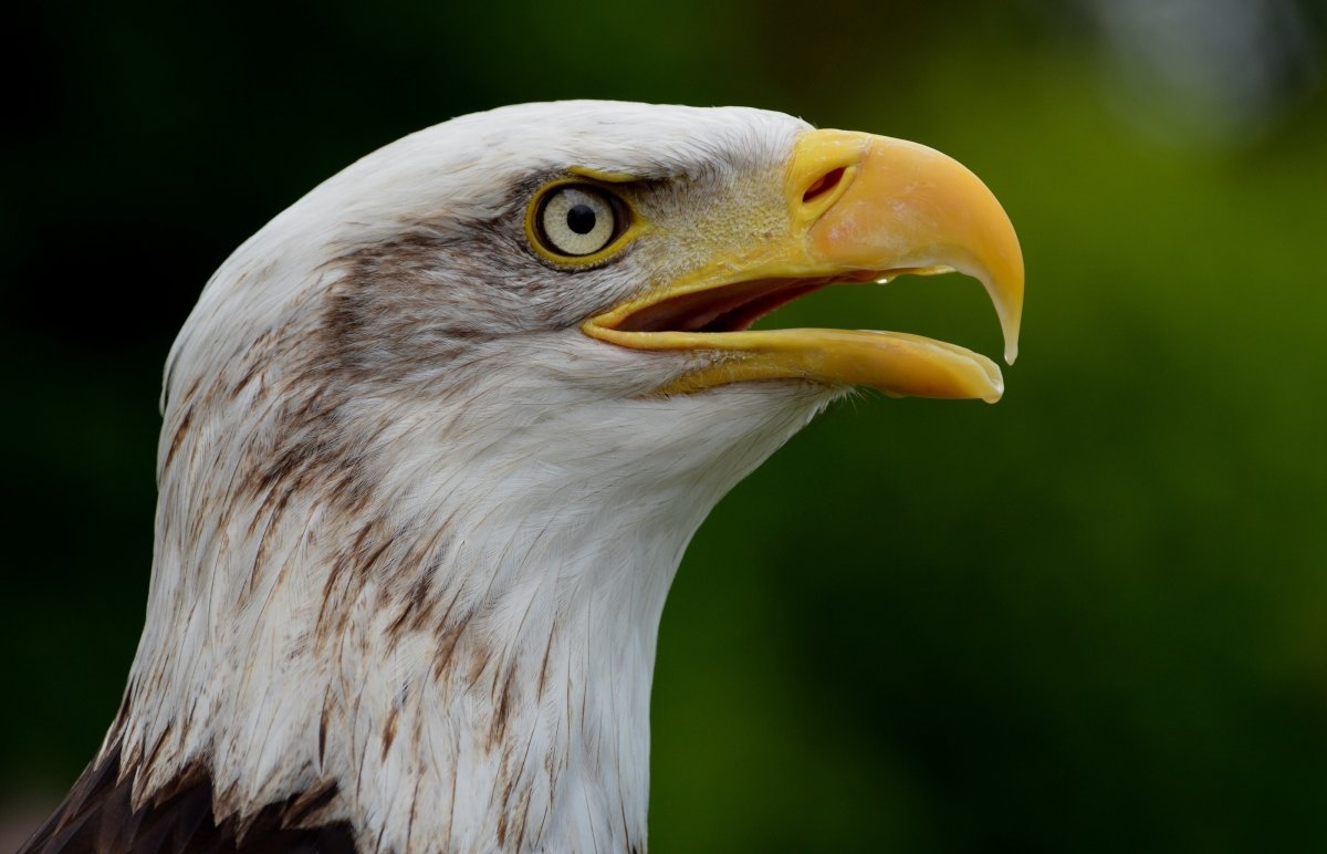 Профили хищных птиц