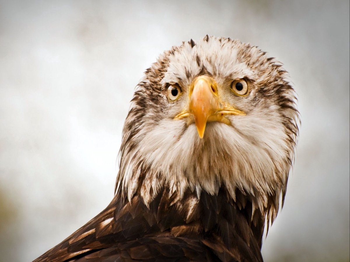 Орел птица пикирующая ФАС