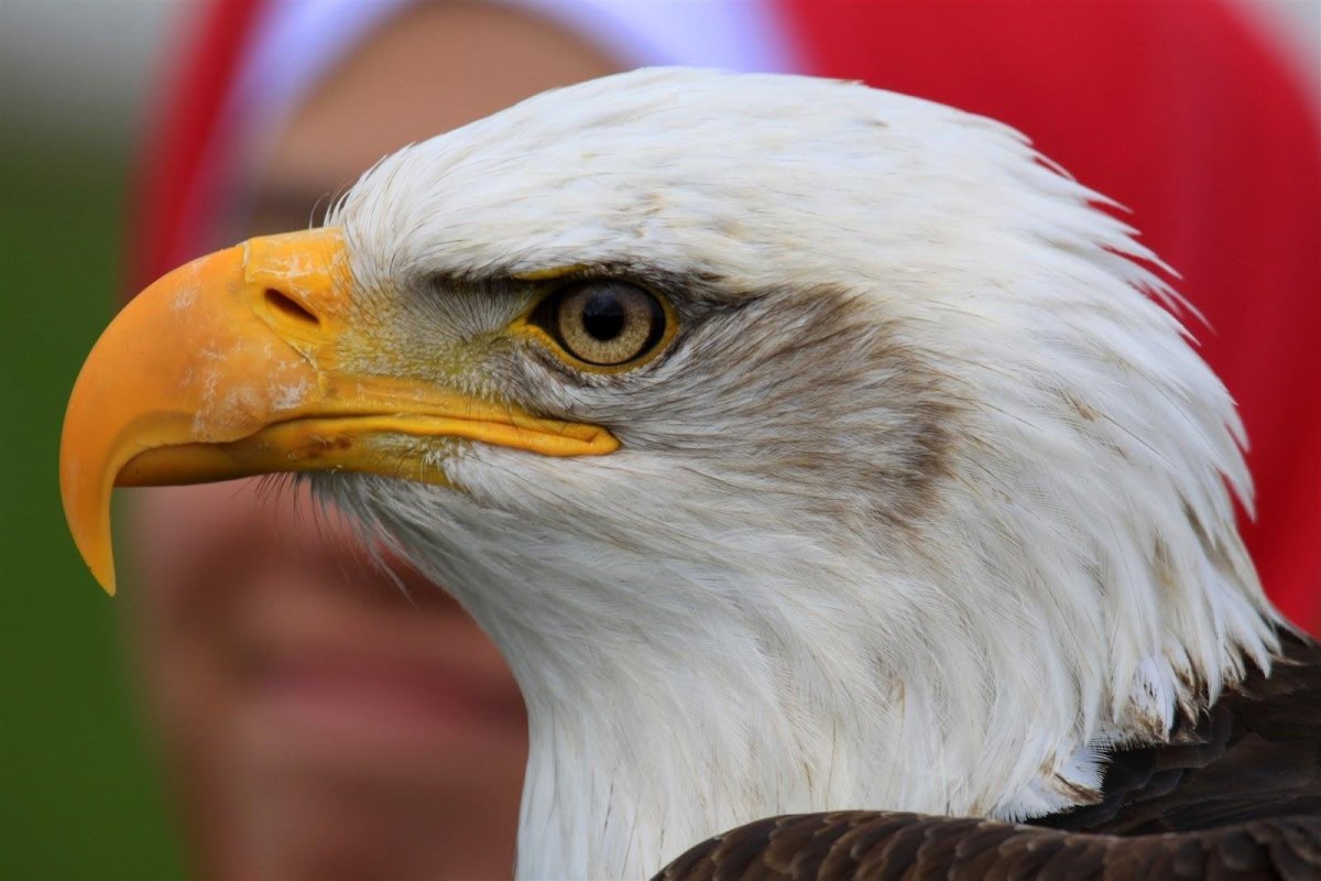 Зоркий ястреб