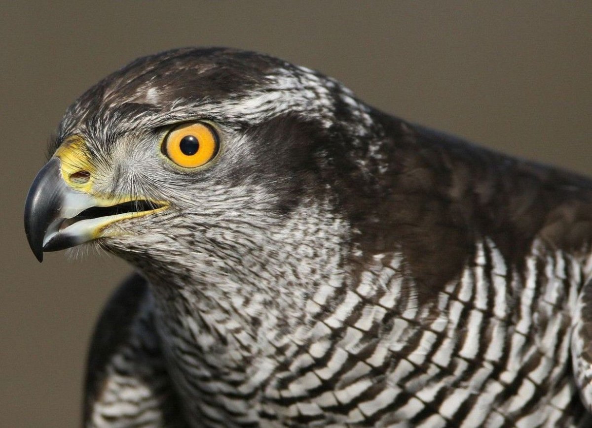 Ястреб-тетеревятник голова