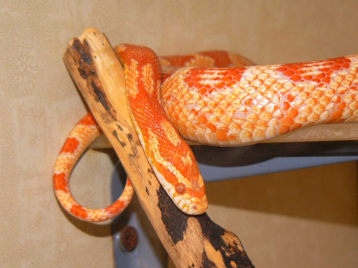 Маисовый полоз альбинос