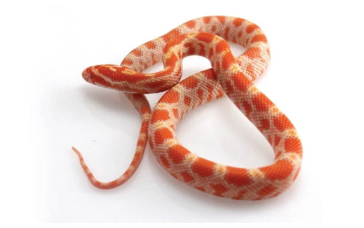 Полоз маисовый Hypomelanistic