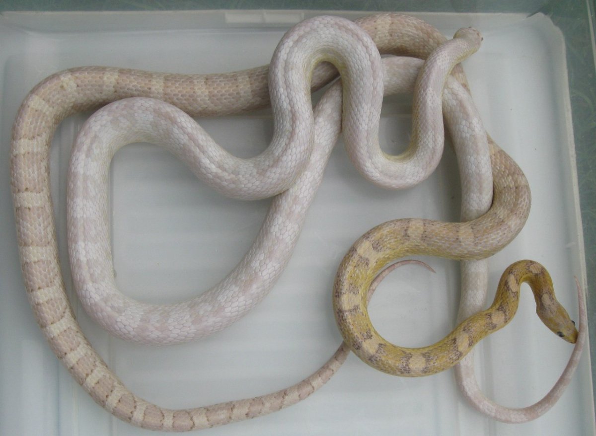 Маисовый полоз морда