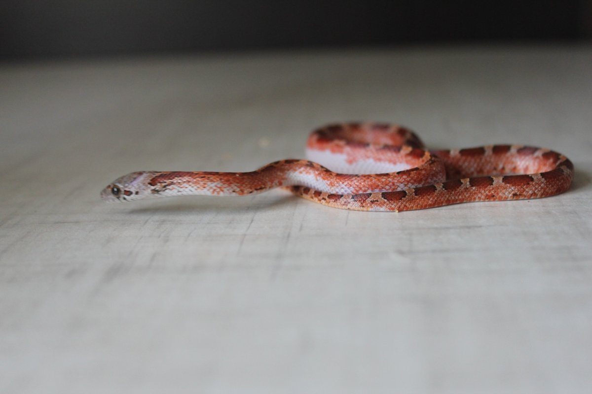 Маисовый полоз Masque