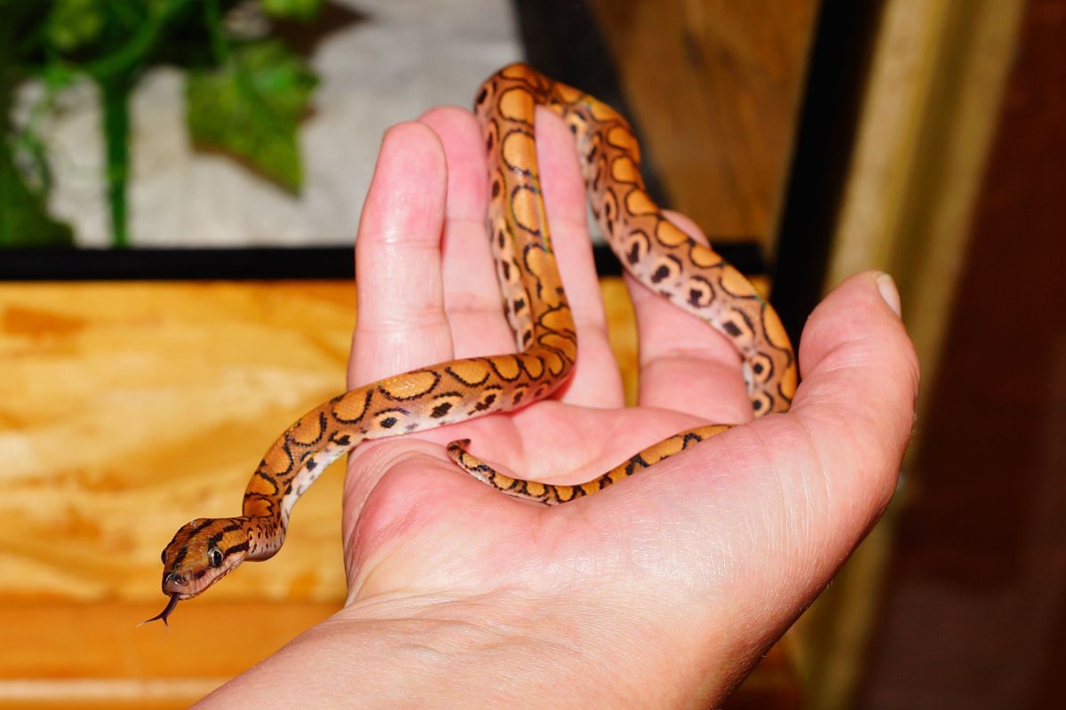 Бразильский Радужный удав