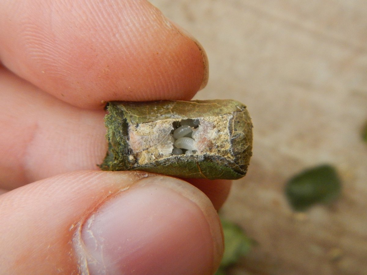 Пчела листорез личинка