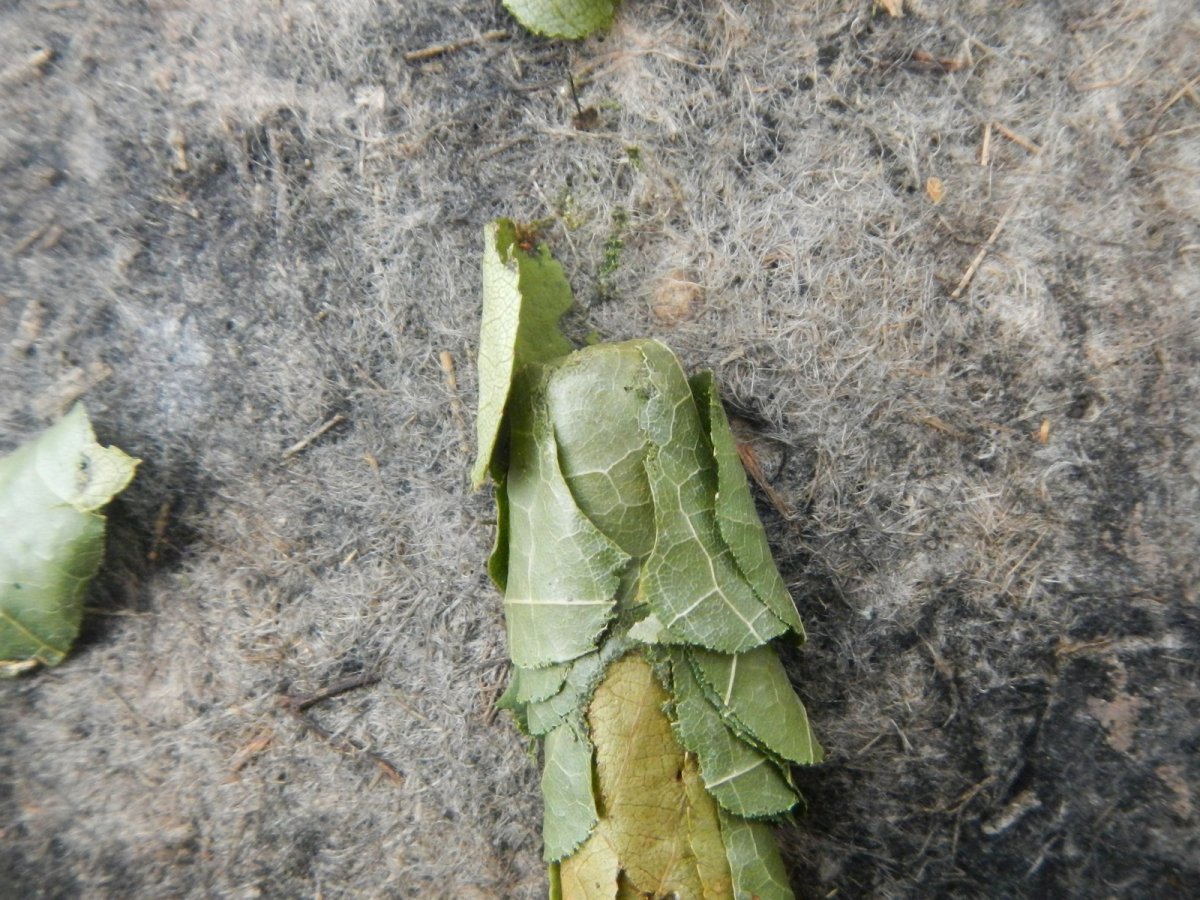 Гнездо пчелы ЛИСТОРЕЗА