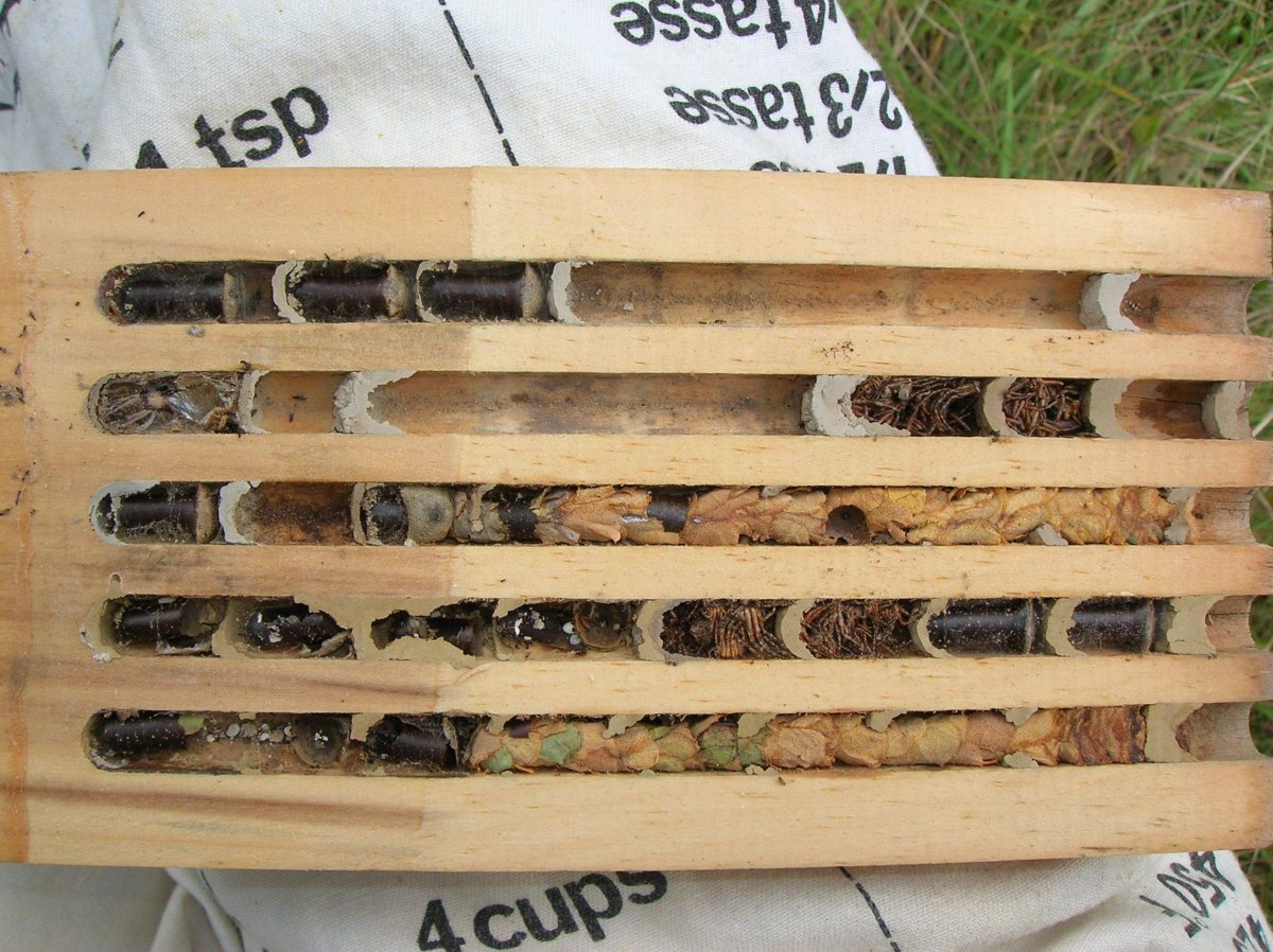 Гнездо пчелы ЛИСТОРЕЗА