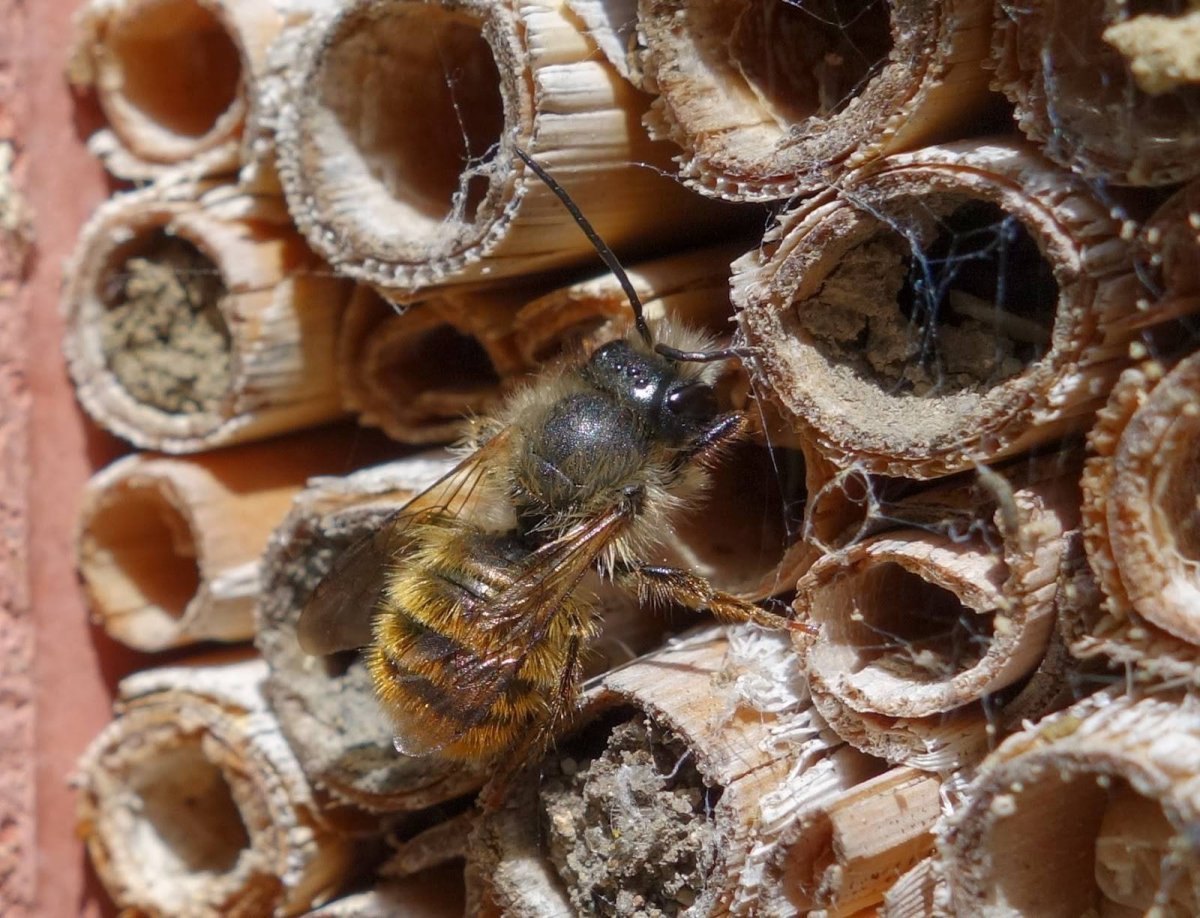Гнездо медоносных пчел
