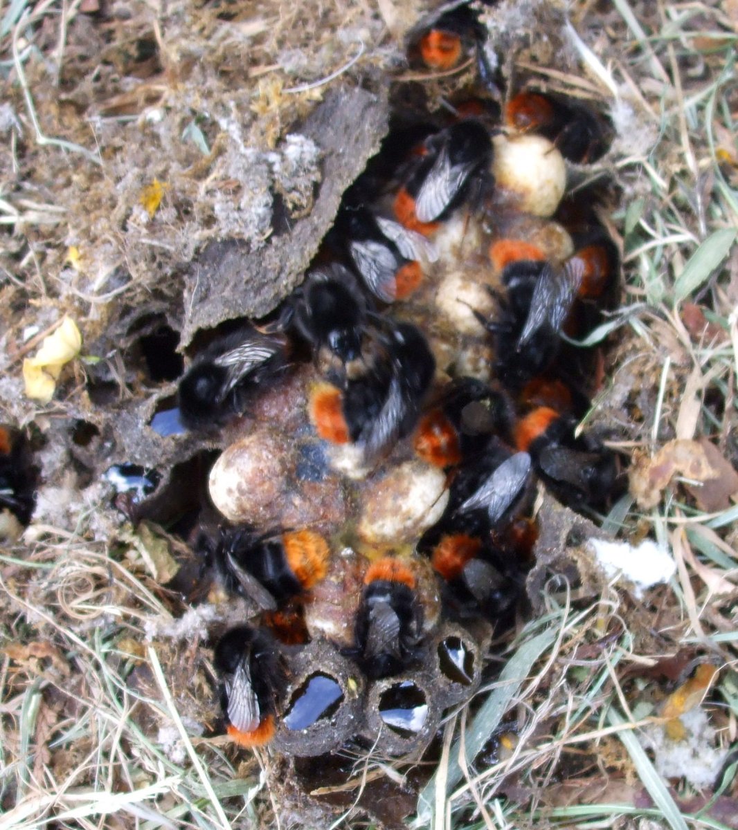 Пчела листорез кокон