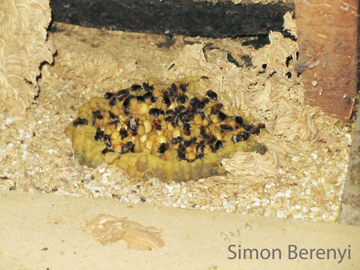 Личинки земляных пчел