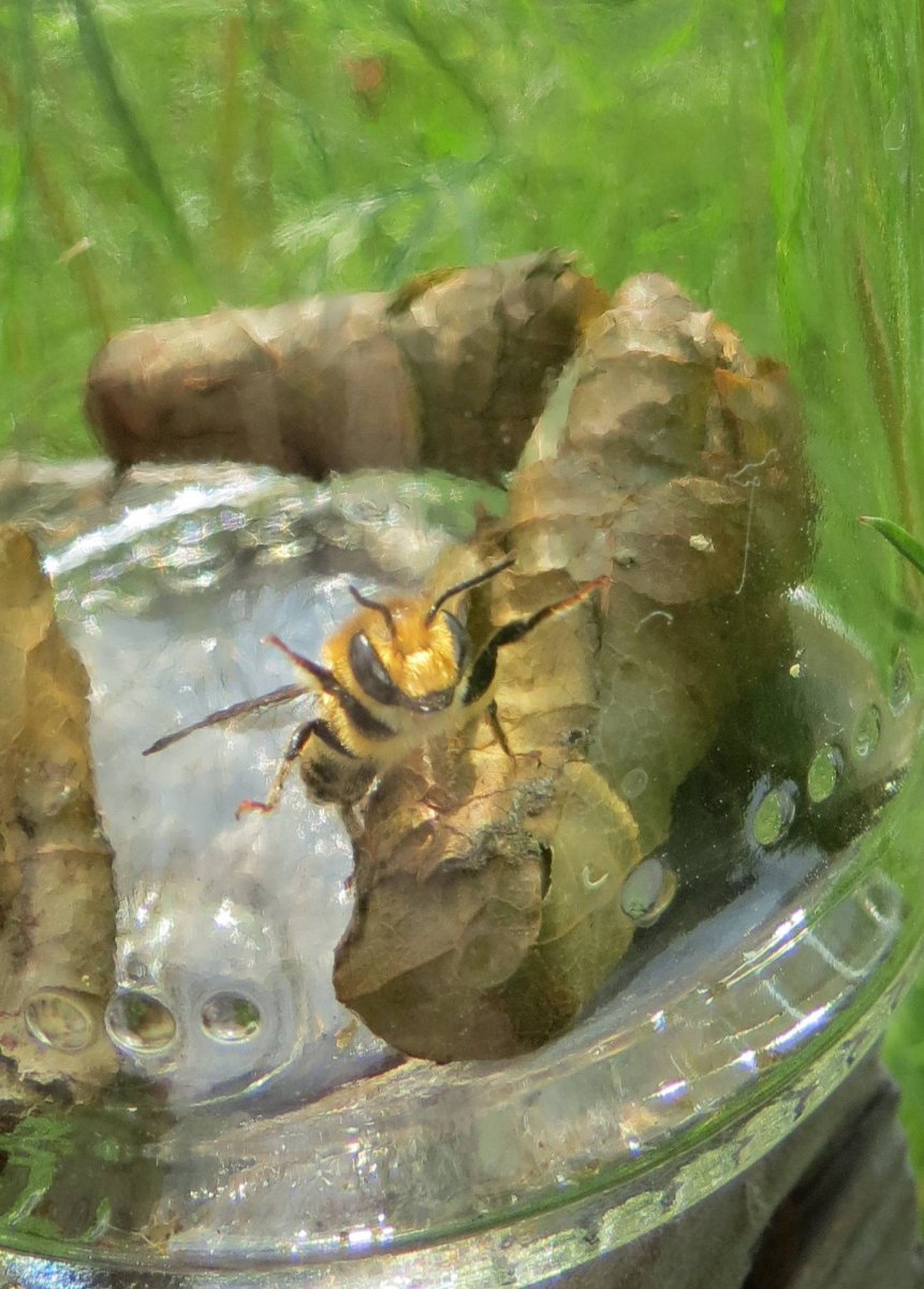 Пчела листорез кокон