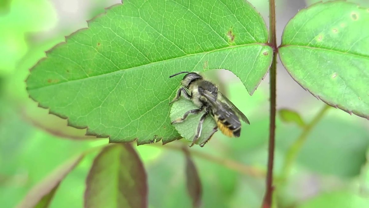 Megachile centuncularis