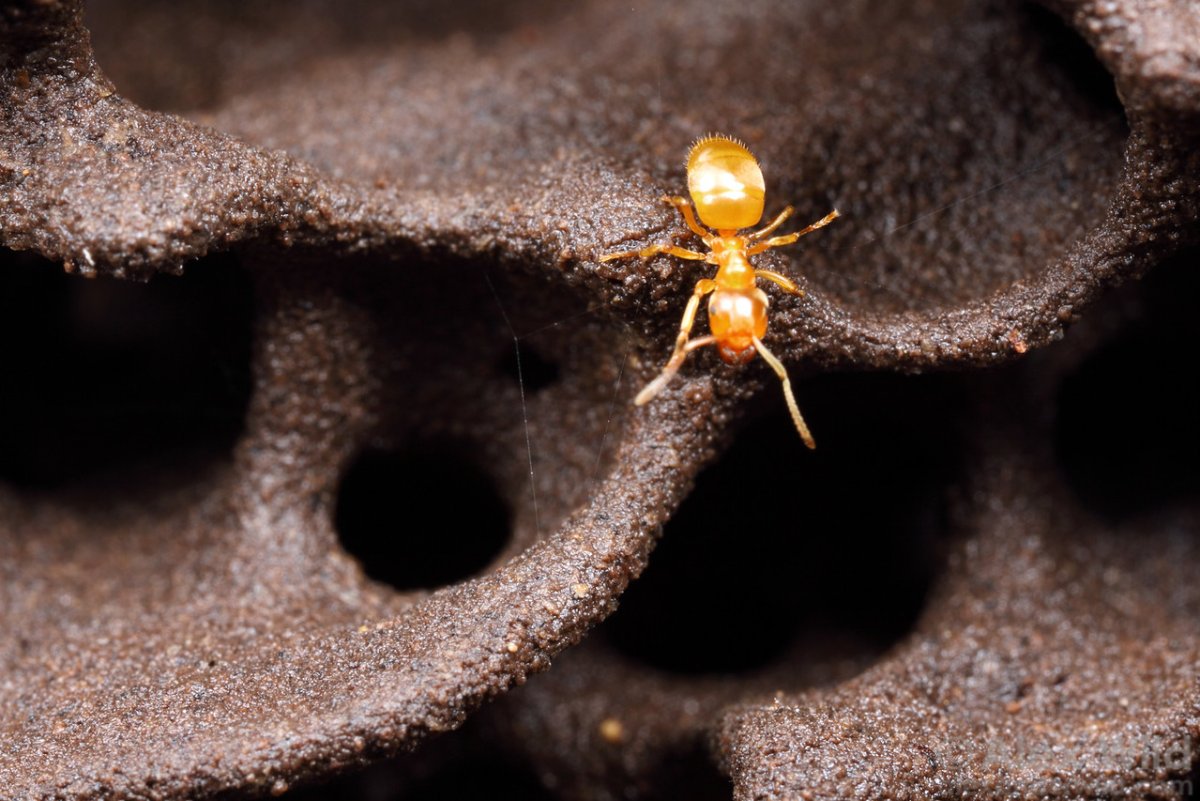 Lasius aphidicola