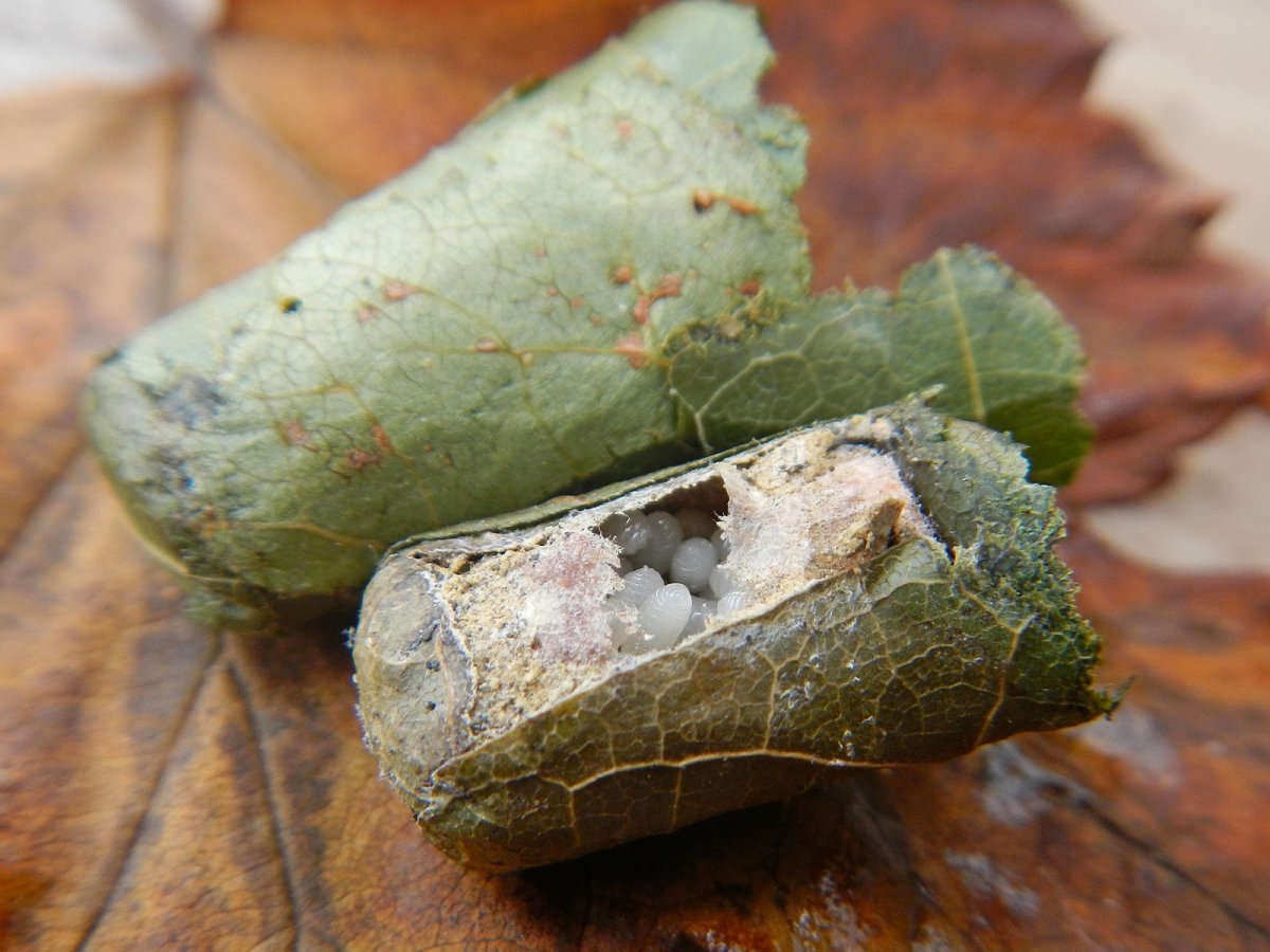 Пчела листорез кокон