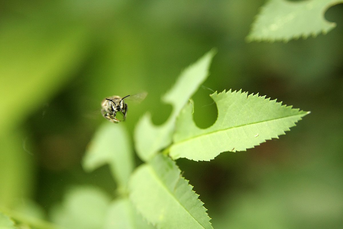Люцерновая пчела-листорез