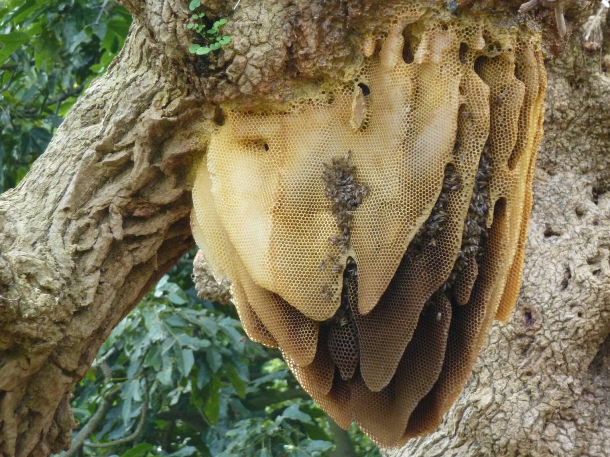 Bee Nesting