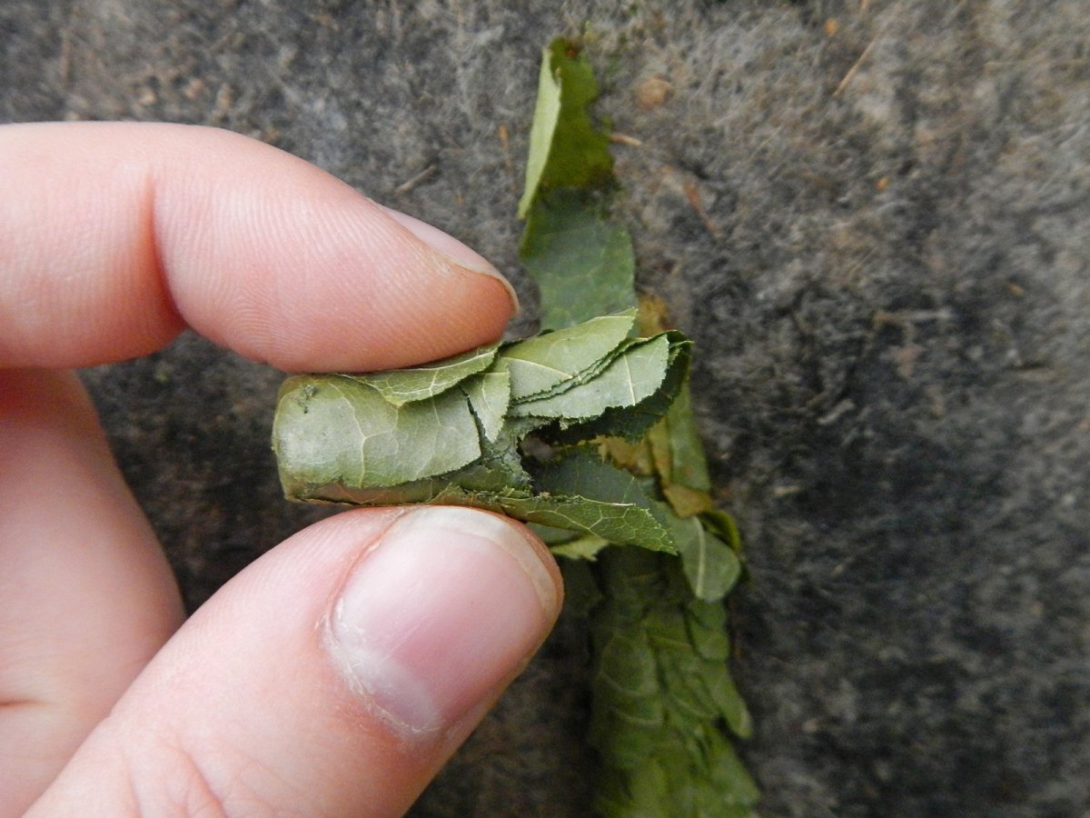 Люцерновая пчела-листорез