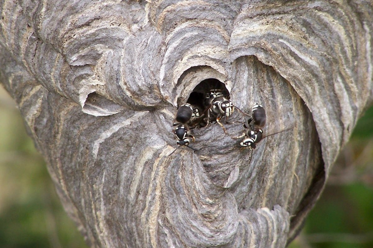 Шершень обыкновенный гнездо