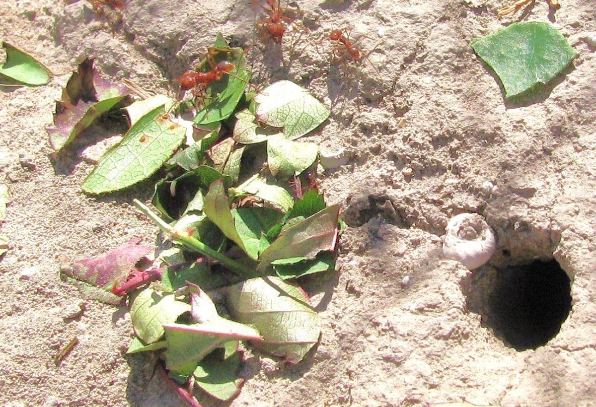 Муравьи листорезы гнездо