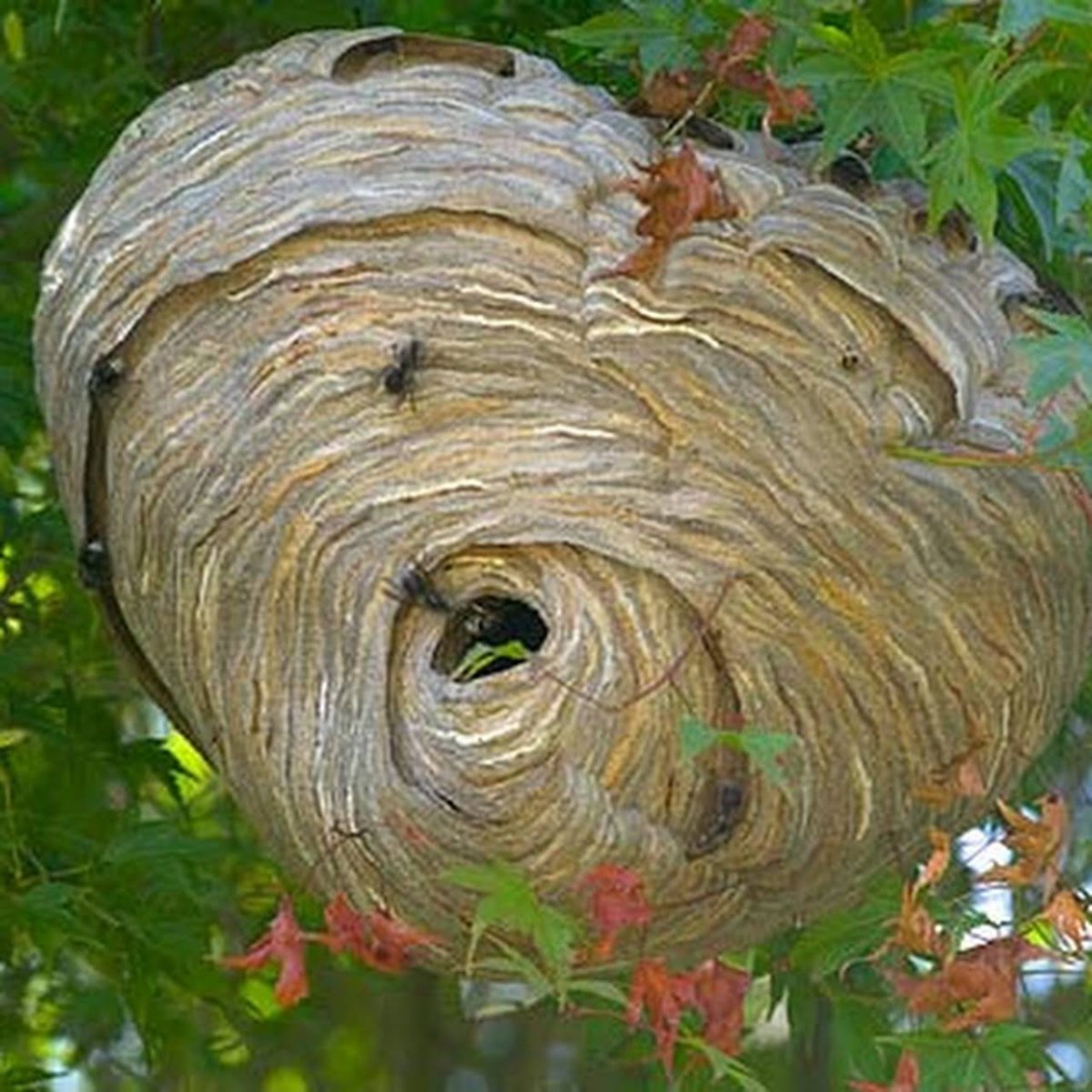 Осиное гнездо в лесу