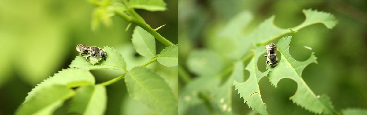 Пчела листогрыз