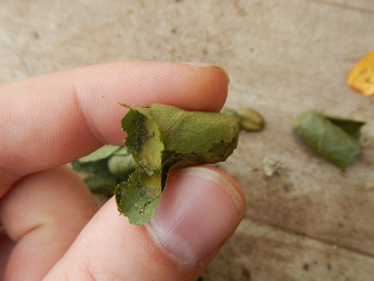 Гнездо пчелы ЛИСТОРЕЗА