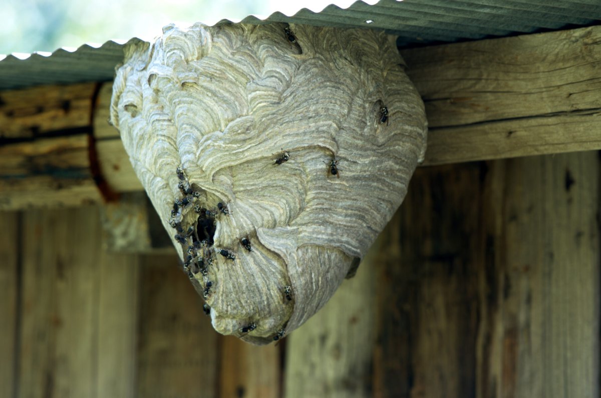 Осиное гнездо (Жан Жак)