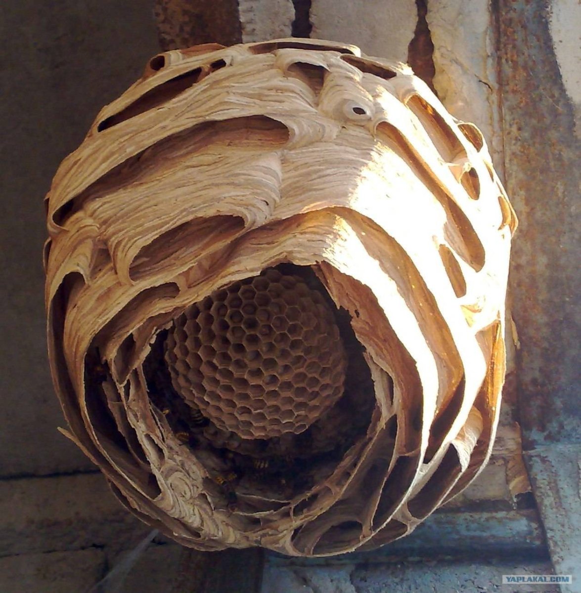 Пчелиное гнездо на дереве