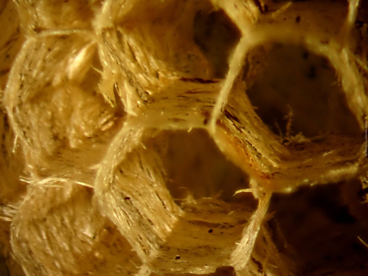 Мед под микроскопом 40x