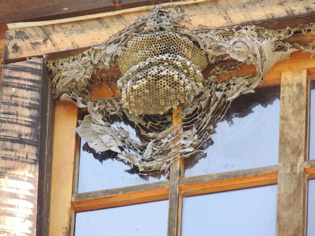 Пчелиное гнездо в доме